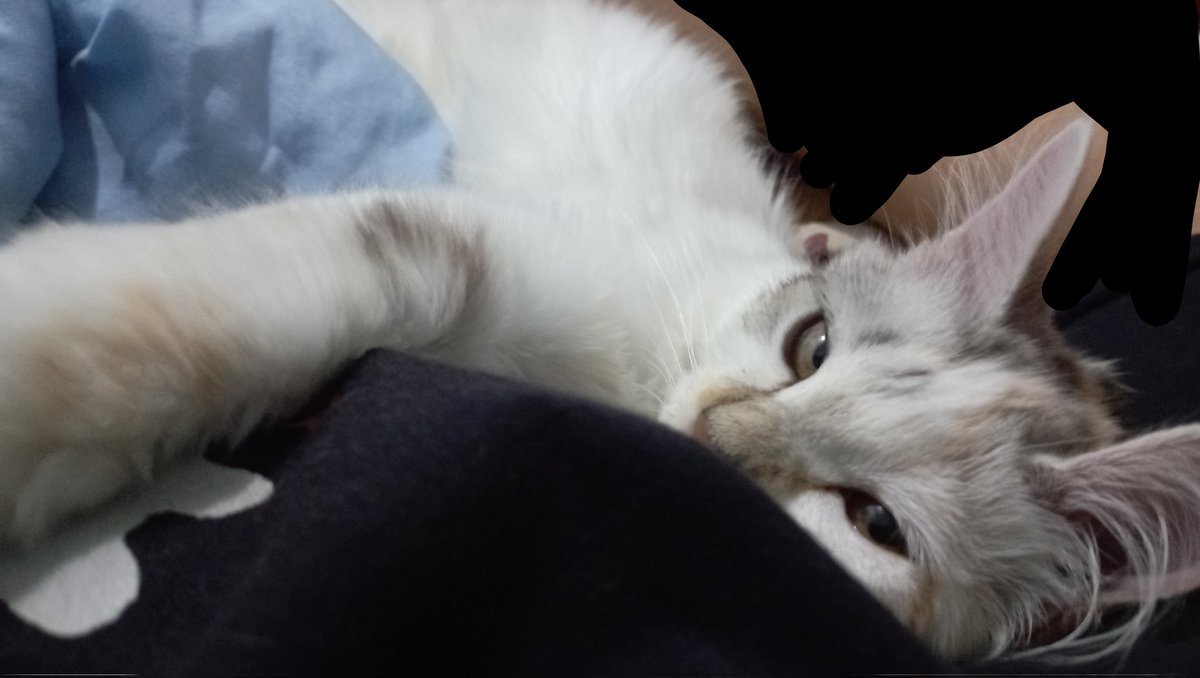 wabiSHABi tweet media