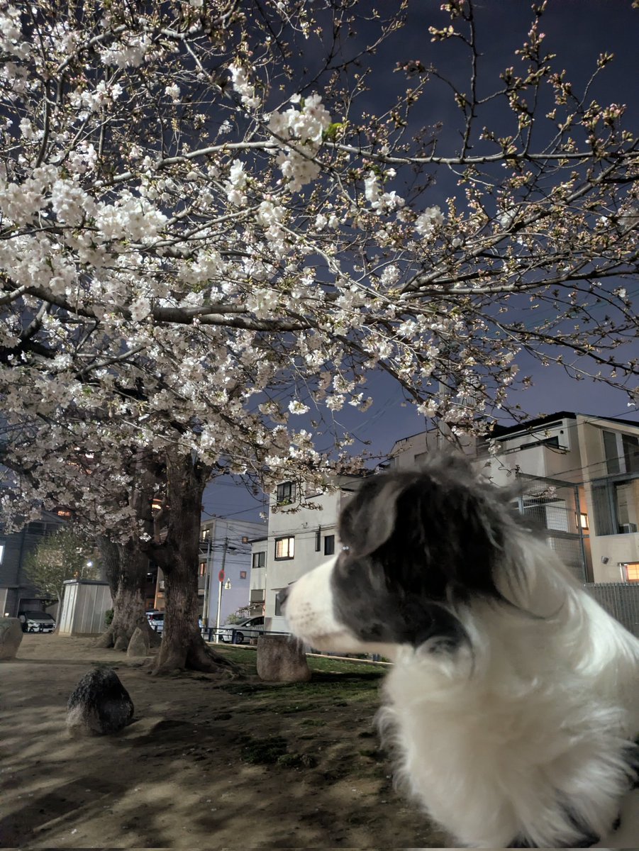 複雑奇怪な浪速っ子 tweet media