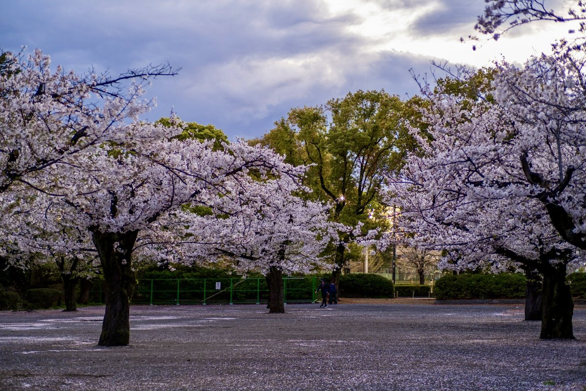 MIKI TSUNODA tweet media