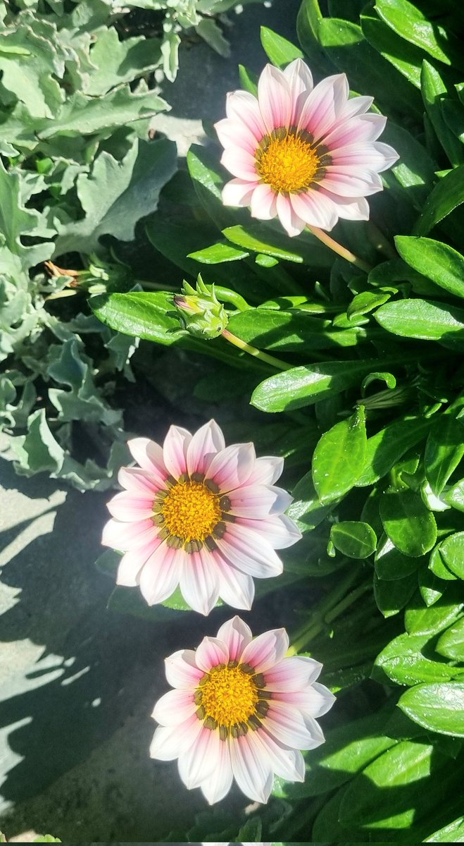 Man Camera tweet media