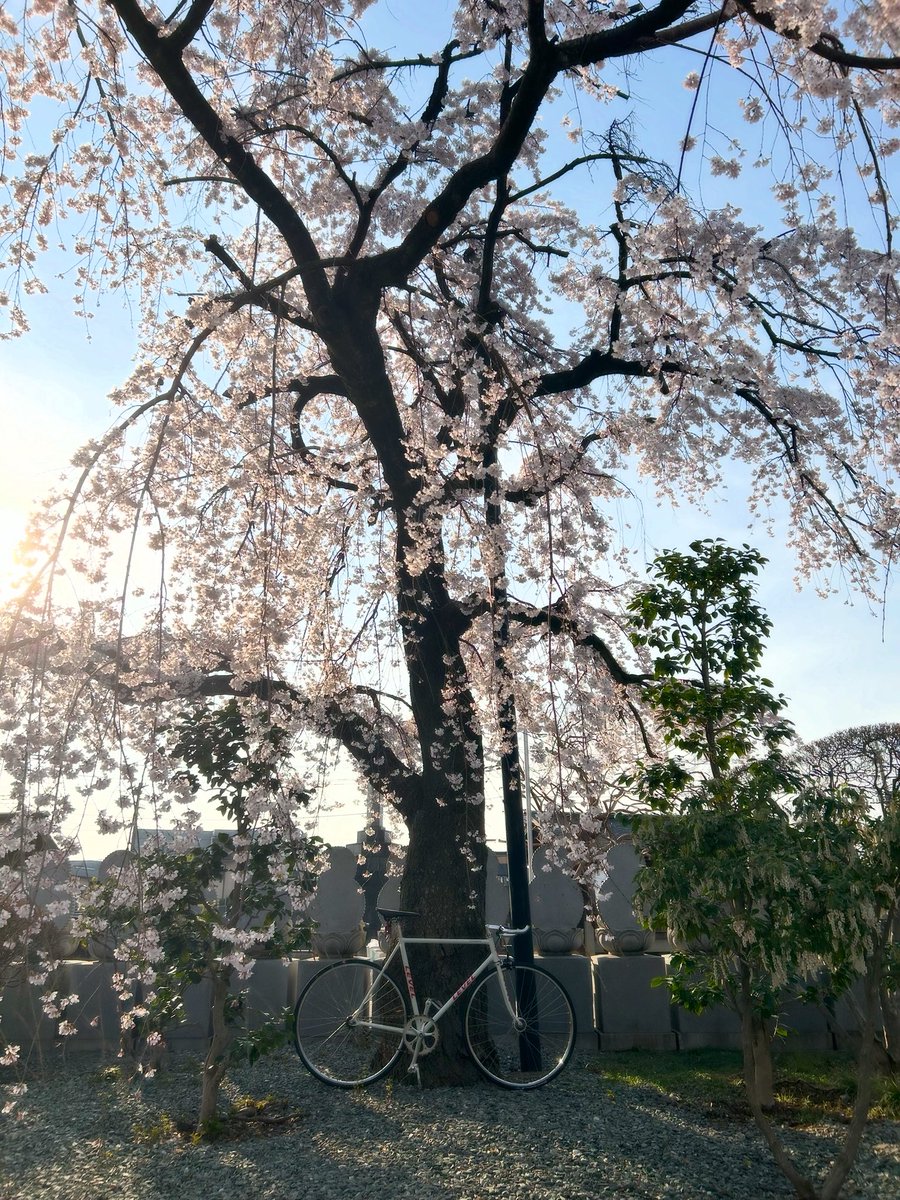 siontt's tweet photo. 携帯📱によってすごく便利な
世の中になったが、
携帯📱を見すぎる事で人生が
面白く無くなる事に気付いたのを
久しぶりに
携帯📱でツイートしたww
#桜のように🌸 https://t.co/ODHRA6uCxI