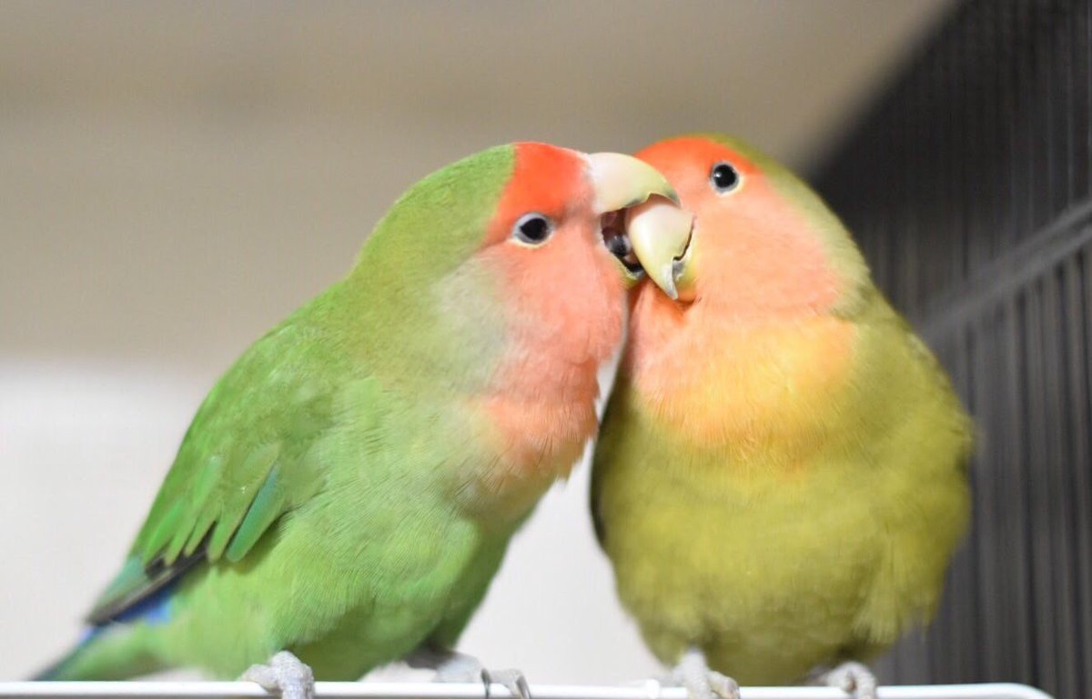 Bird Farm 小夏日和(里親様募集中) tweet media