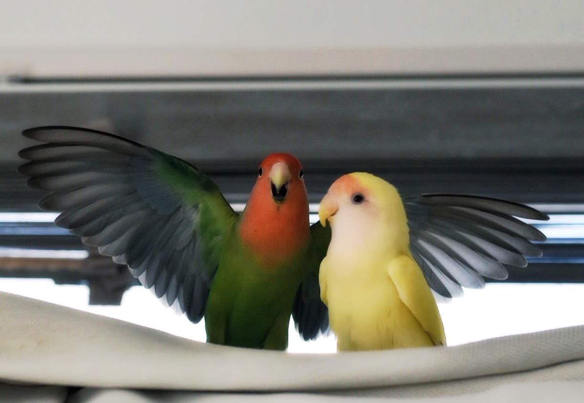 Bird Farm 小夏日和(里親様募集中) tweet media