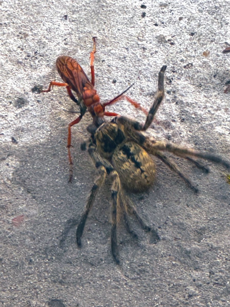 Julio Ernesto Lopez tweet media