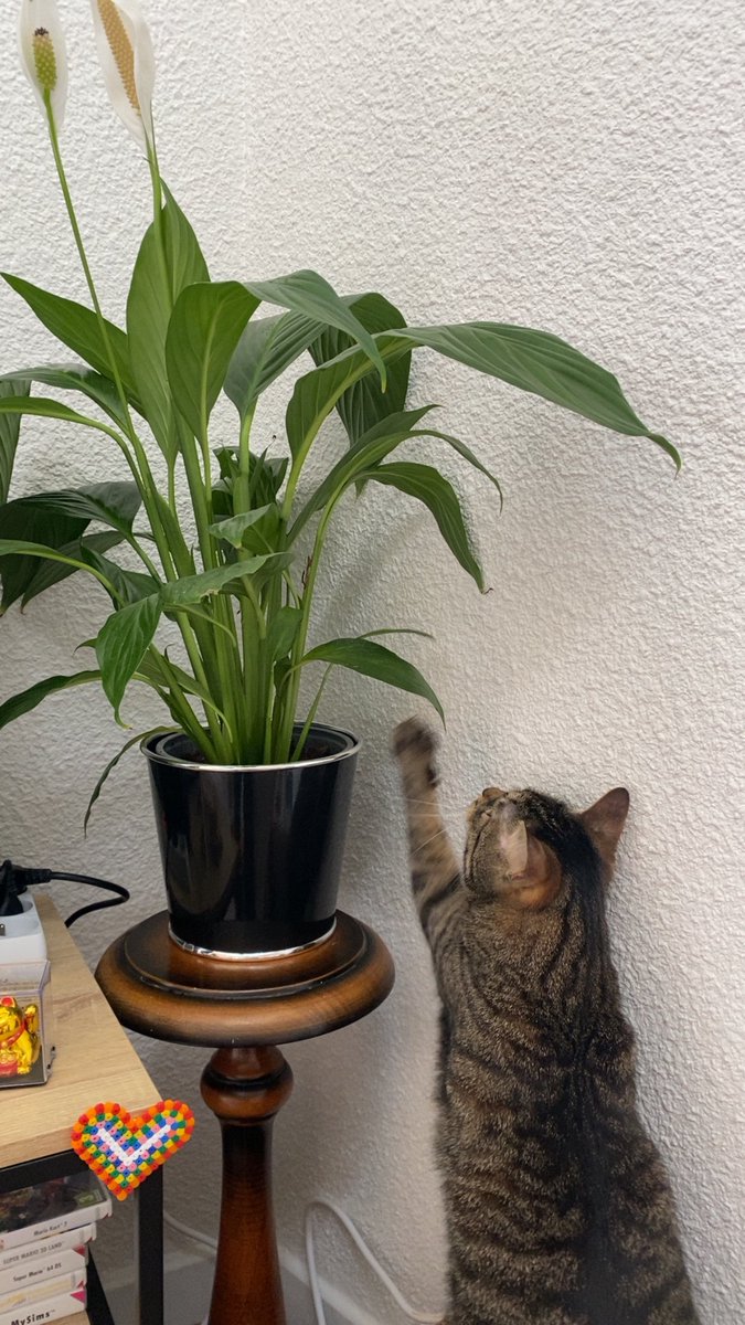 loki loco tweet media