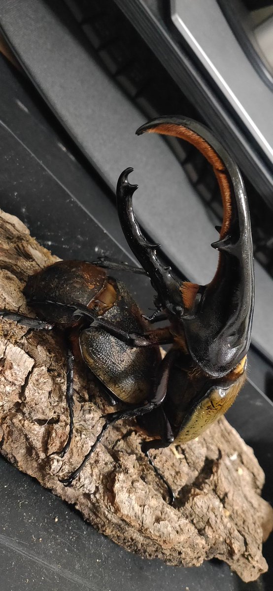 ゆーや tweet media