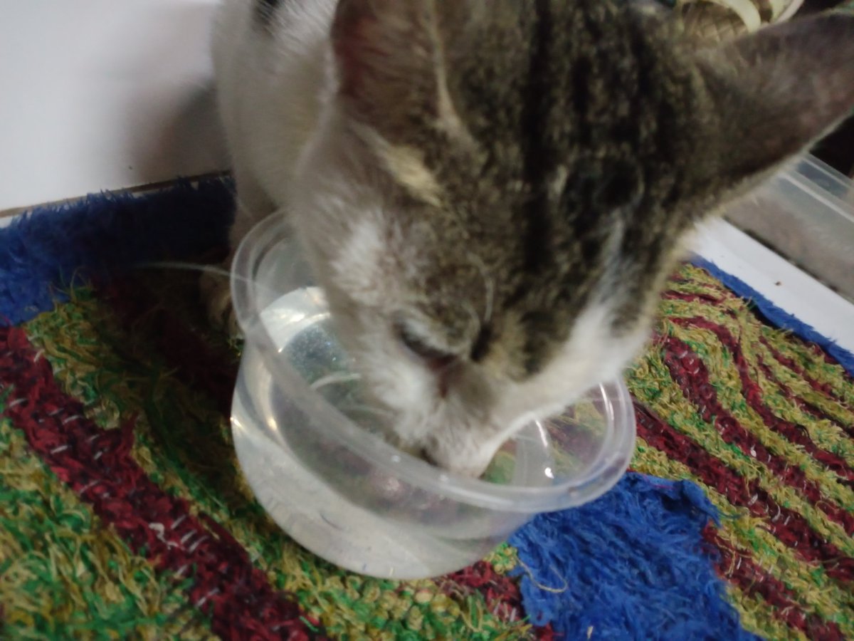 gw wiwit tweet media