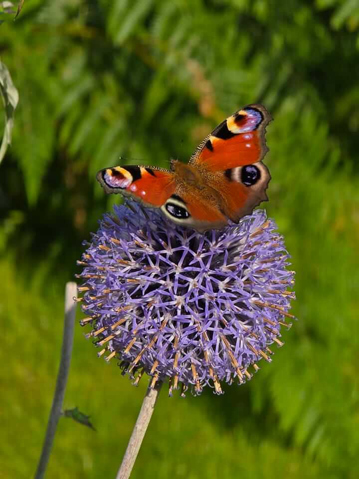 #WeDoGrass Ian tweet media