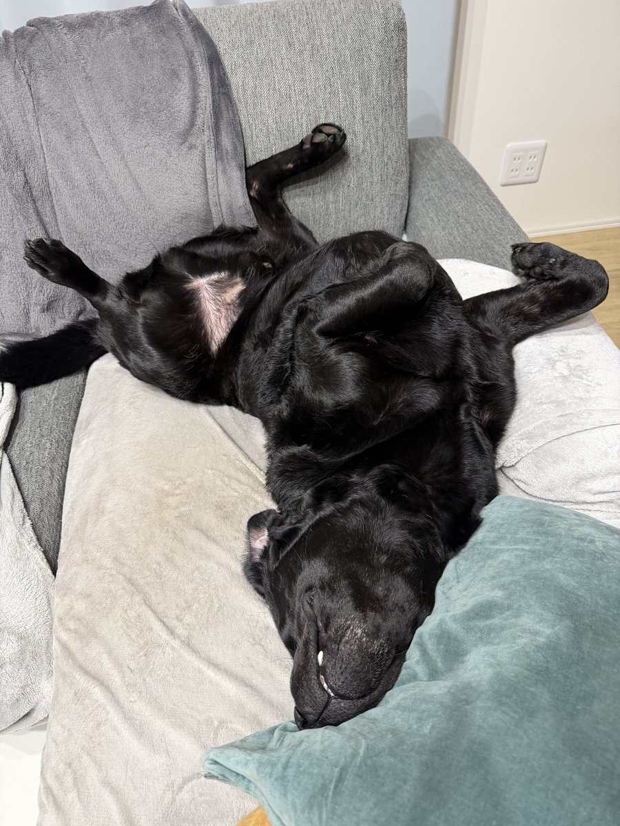 埼玉のスバル🐕‍🦺SUBARU tweet media