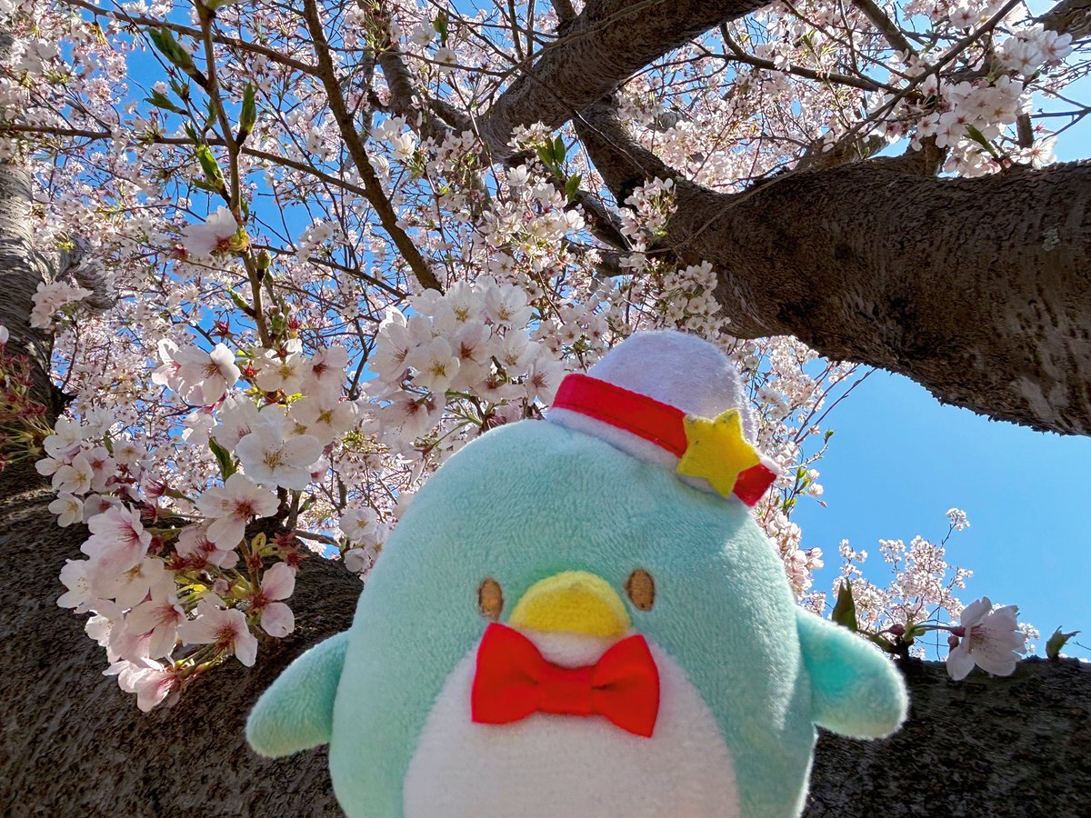 ペン子🐧 tweet media