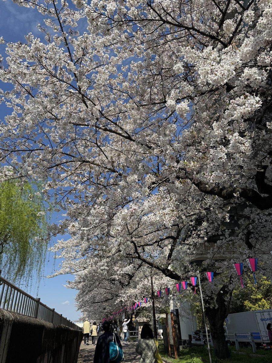 ron_gelatin's tweet photo. 隅田川の桜久々に見れた https://t.co/NuCnaAbww5