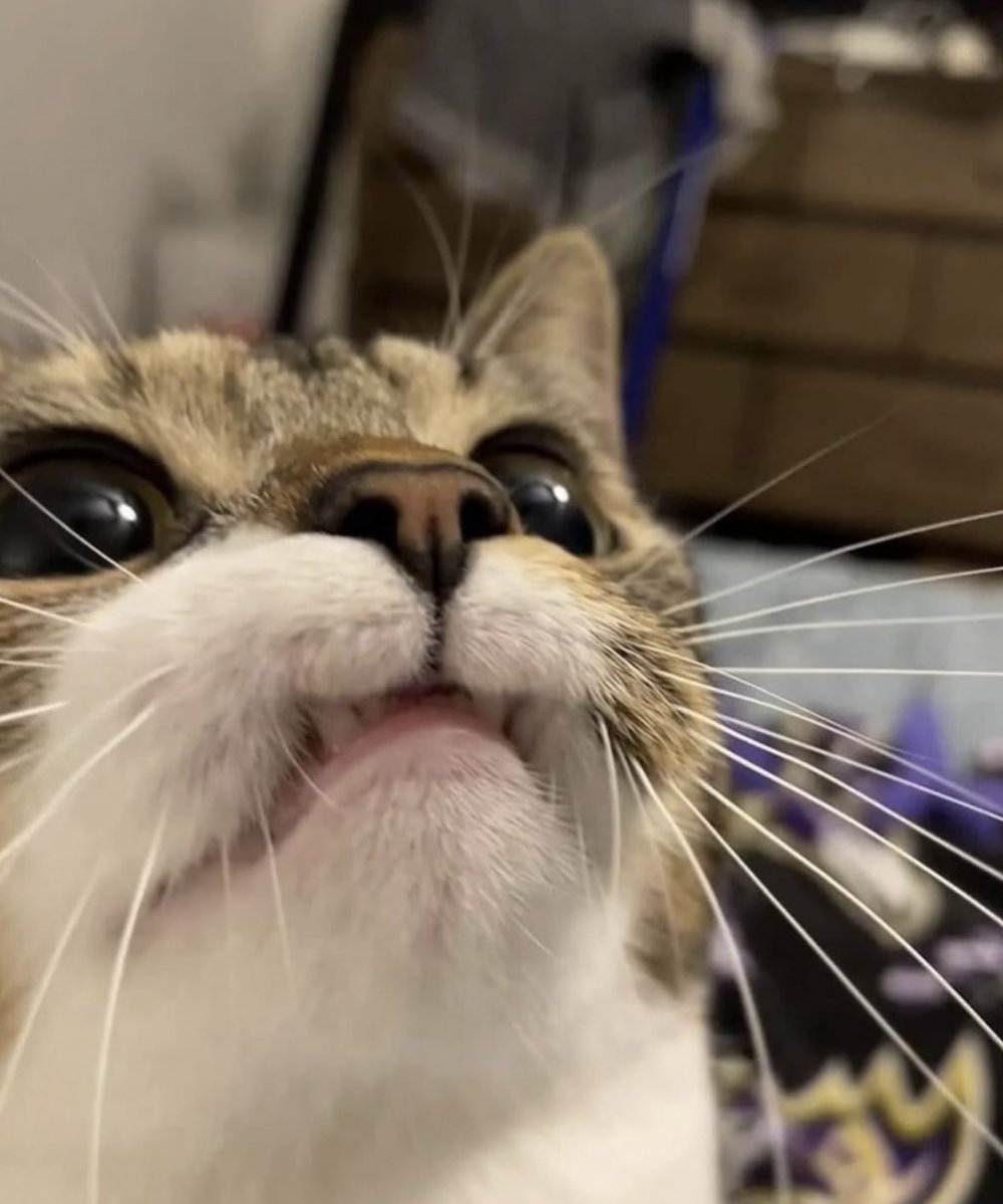 folkative tweet media