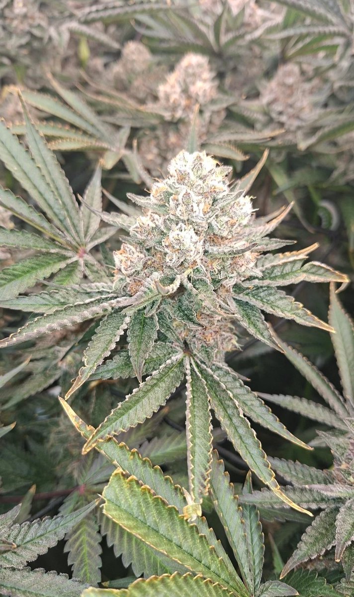 Blueberry Cupcake 🧁