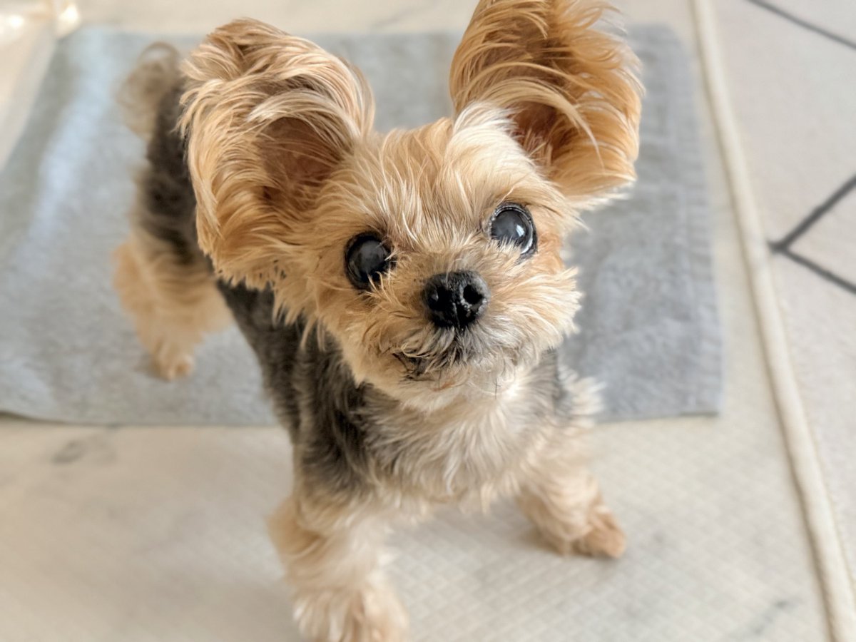 キキ🐶 tweet media