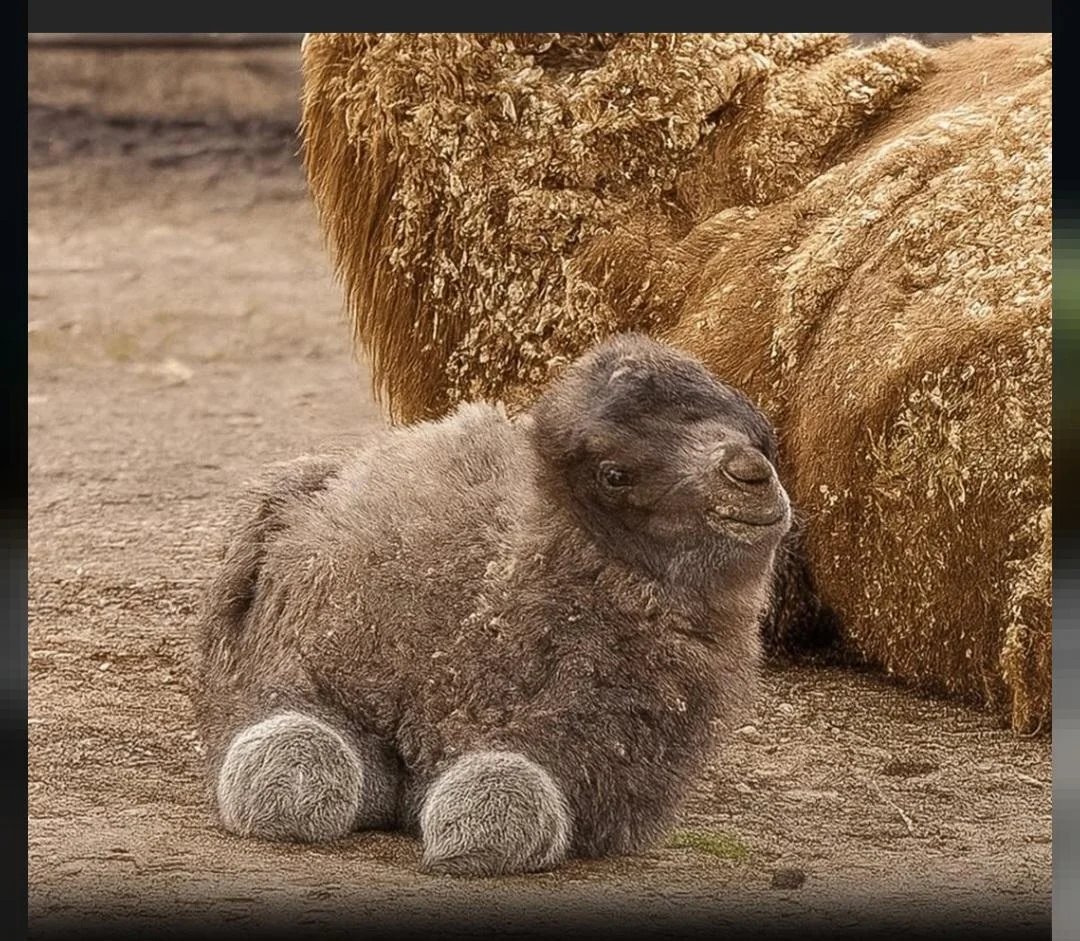 J Dawg Esq. tweet media