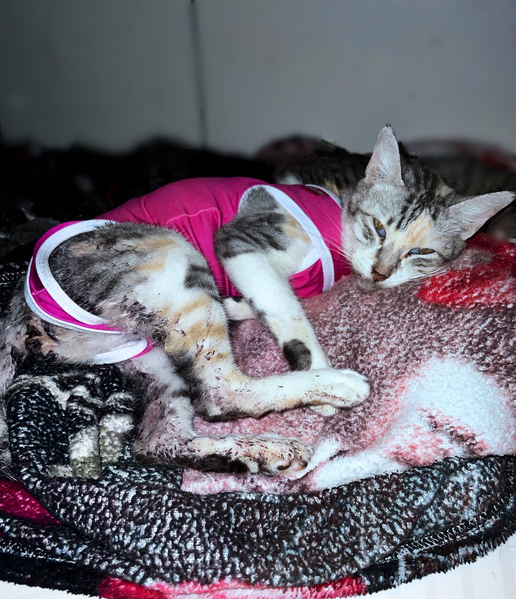 Gatinhos da Di 🐈 Abrigo Davi tweet media