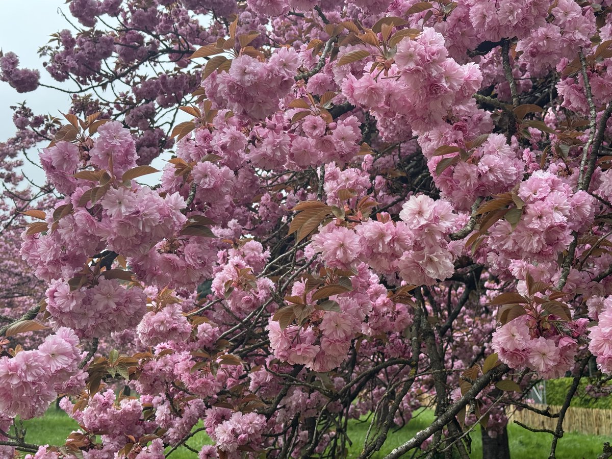 speedhump92's tweet photo. Vendredi 3 avril 2026, c’est la pleine floraison ! Il ne manque que le soleil ! 🌸🔽 https://t.co/LoTYGSK2F9