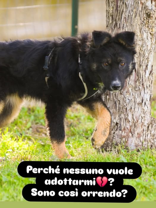 Qua la Zampa tweet media