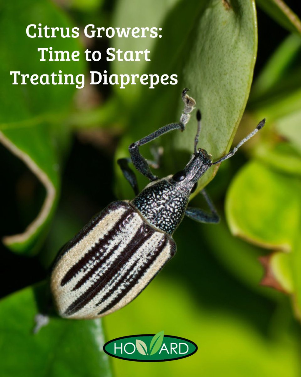 HowardFert's tweet image. Retaliate is a live beneficial nematode applied through irrigation systems. Once in the soil, it targets Diaprepes larvae, eliminating them before they emerge as adult weevils and cause damage to your trees.

#HowardFertilizer #Retaliate #CropProtection #AgSolutions #HealthyRoots