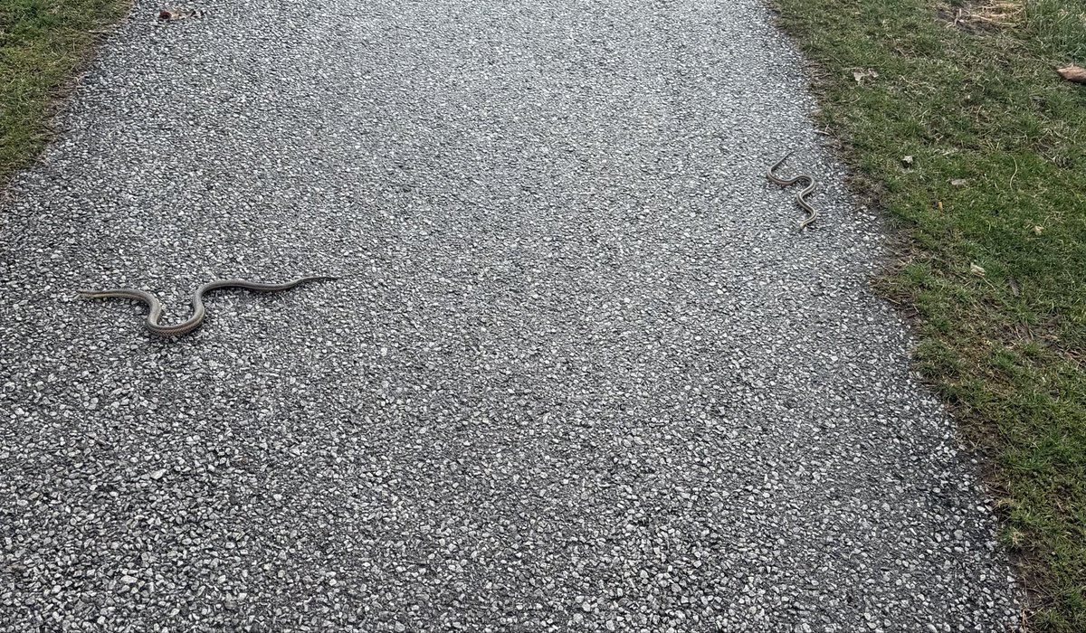 oatmeal influencer tweet media