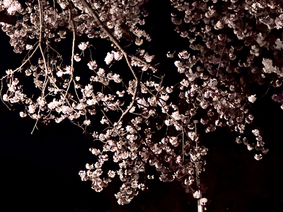 くま〜にゃ tweet media