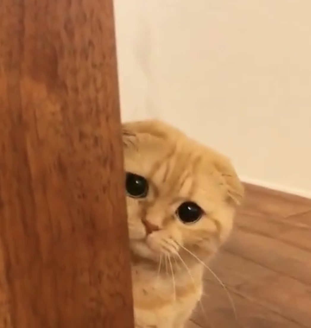 ปาท่องโก๋ tweet media