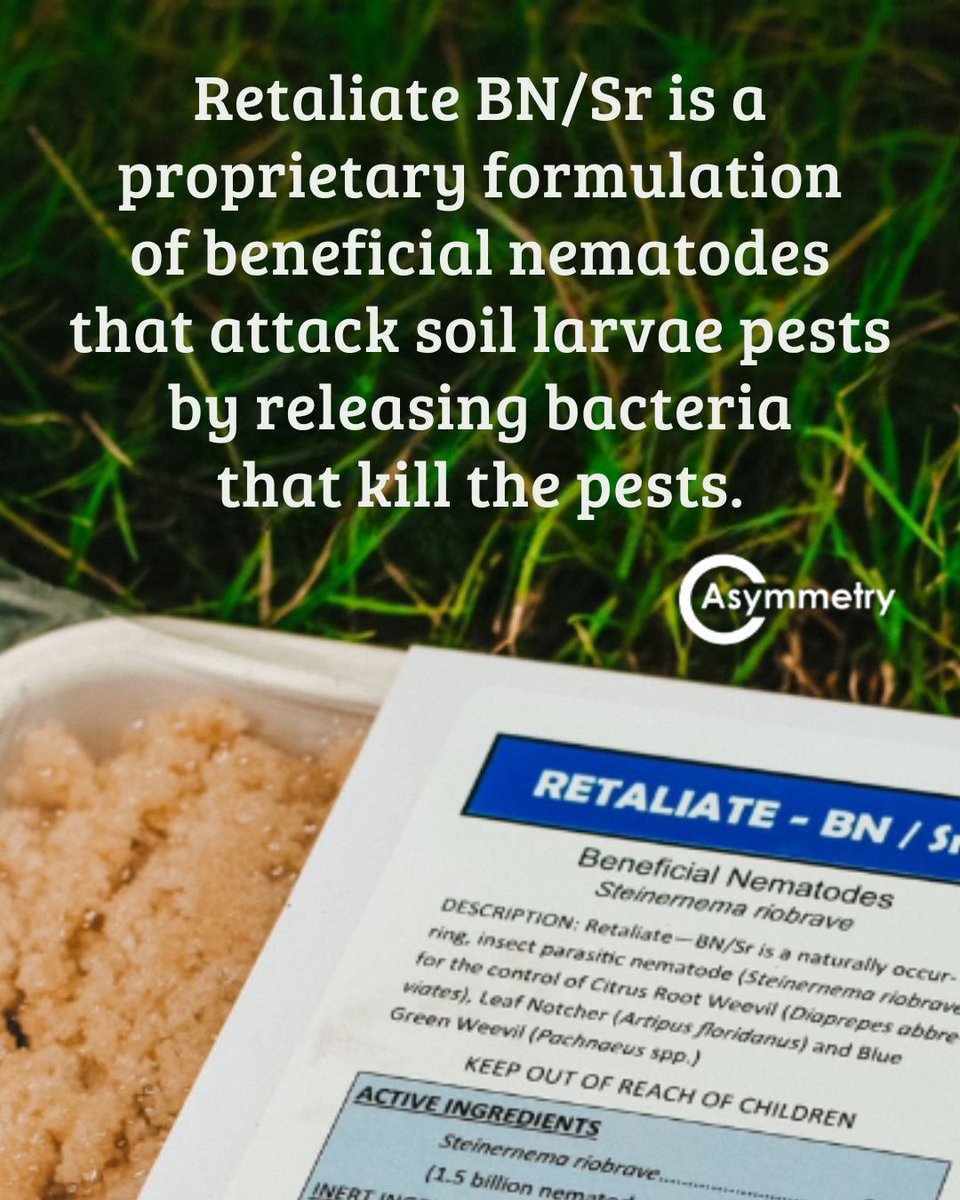 HowardFert's tweet image. Retaliate is a live beneficial nematode applied through irrigation systems. Once in the soil, it targets Diaprepes larvae, eliminating them before they emerge as adult weevils and cause damage to your trees.

#HowardFertilizer #Retaliate #CropProtection #AgSolutions #HealthyRoots