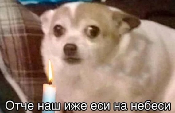 ушат кота tweet media