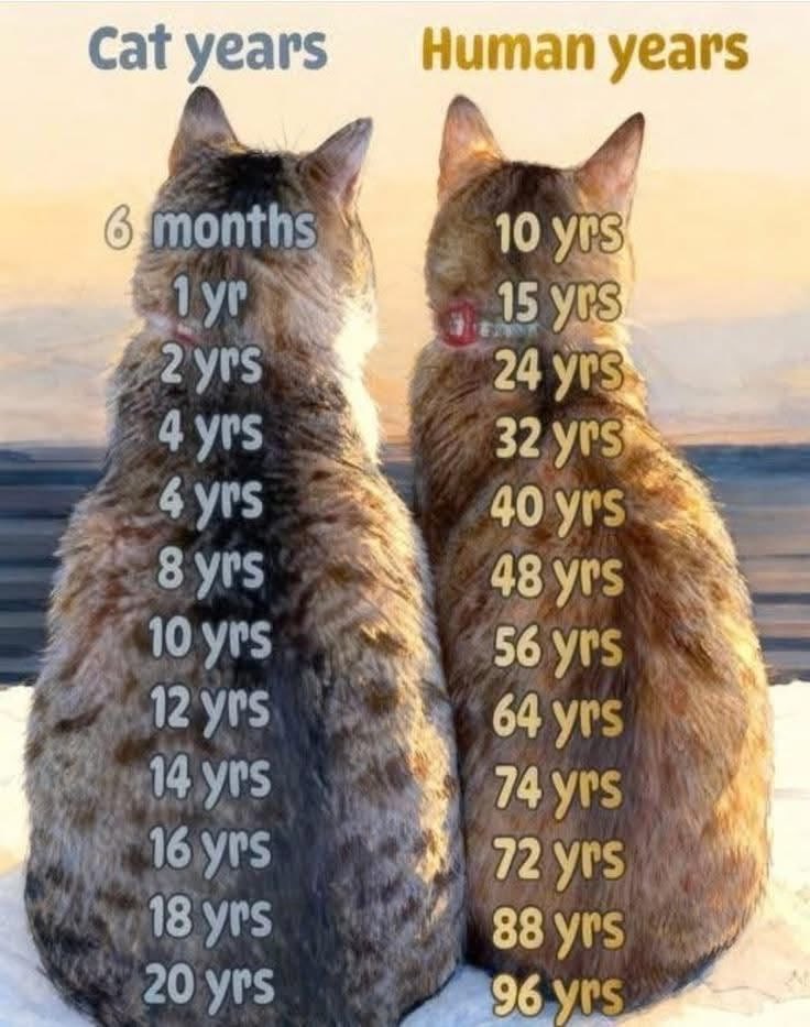 We don't deserve cats 😺 tweet media