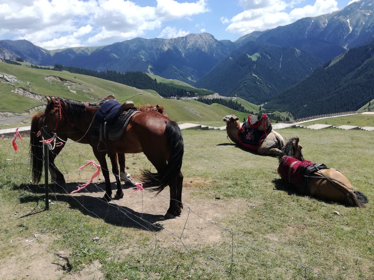 遊牧民 tweet media