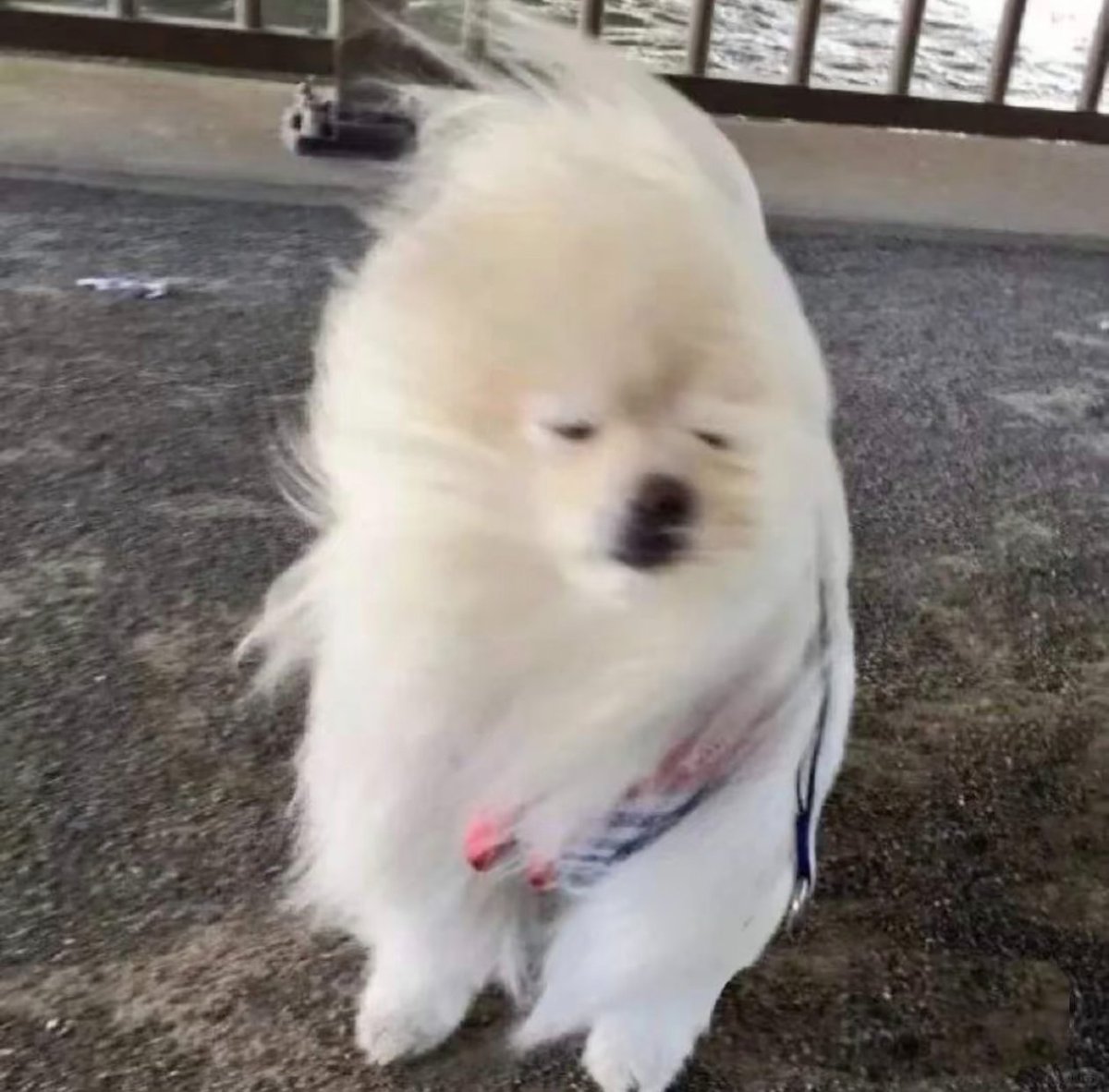 prpr_ata tweet media