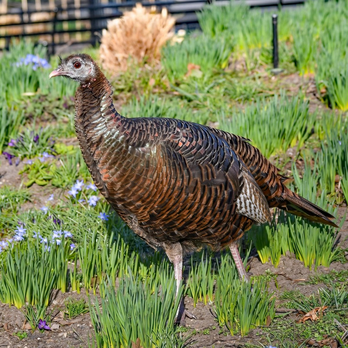 Manhattan Bird Alert tweet media