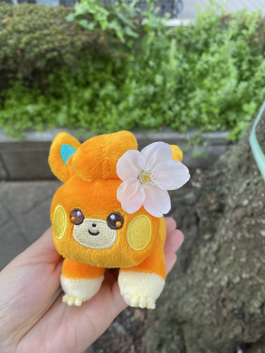 あまみ屋 tweet media