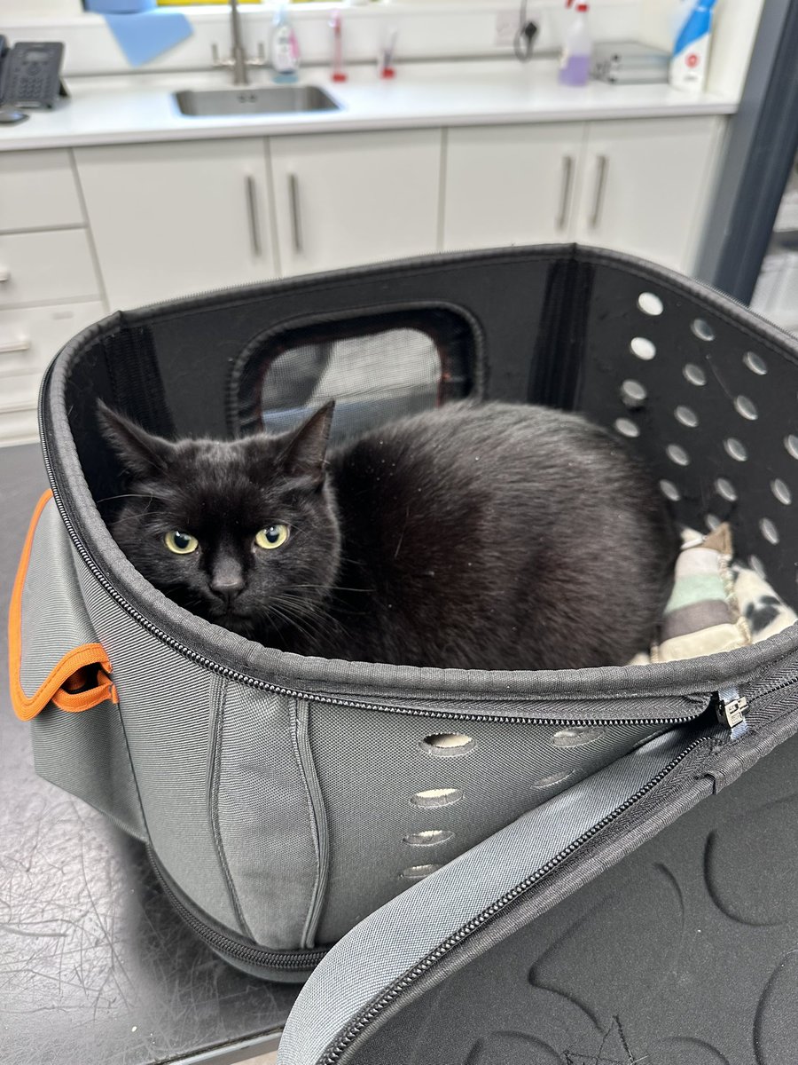 しゃも&あずき先生&うずらまめ姉妹 tweet media