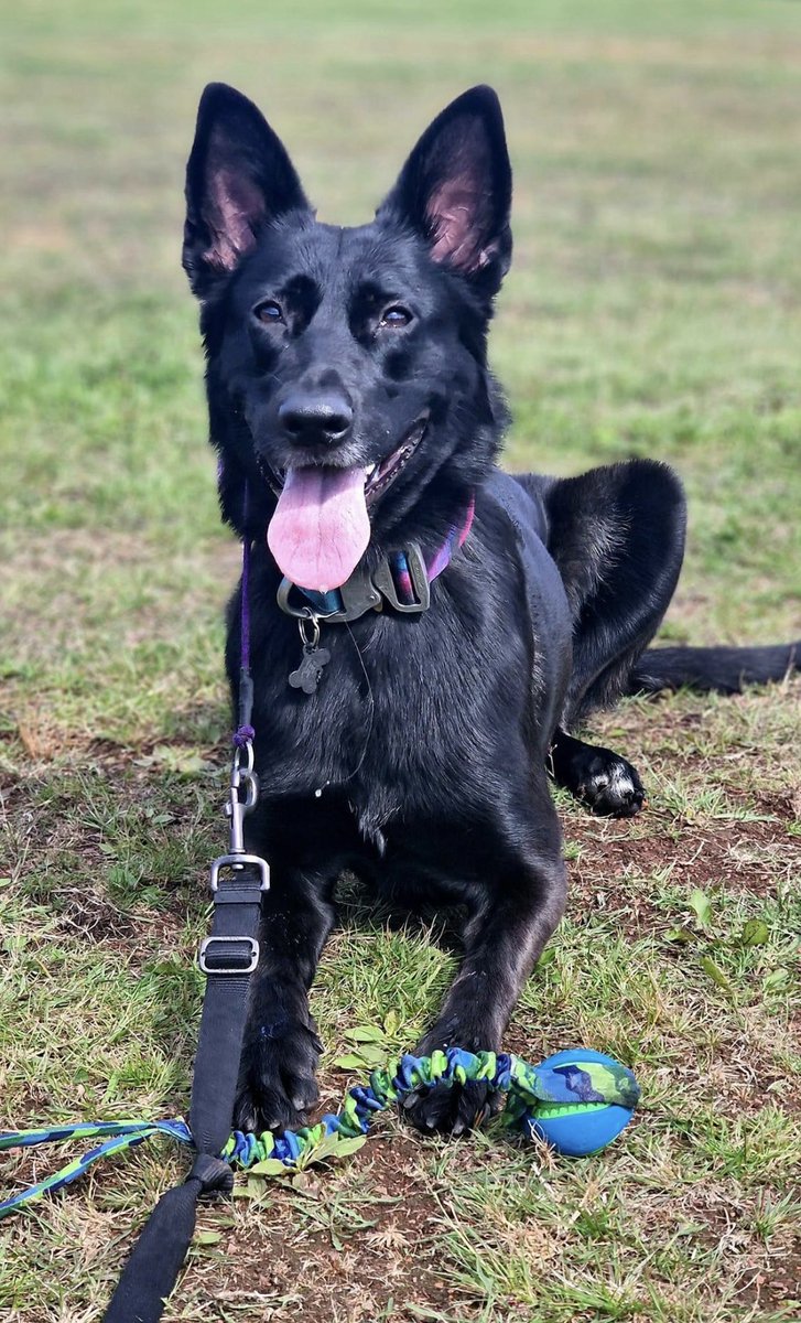 Help2Rehome Scotland tweet media