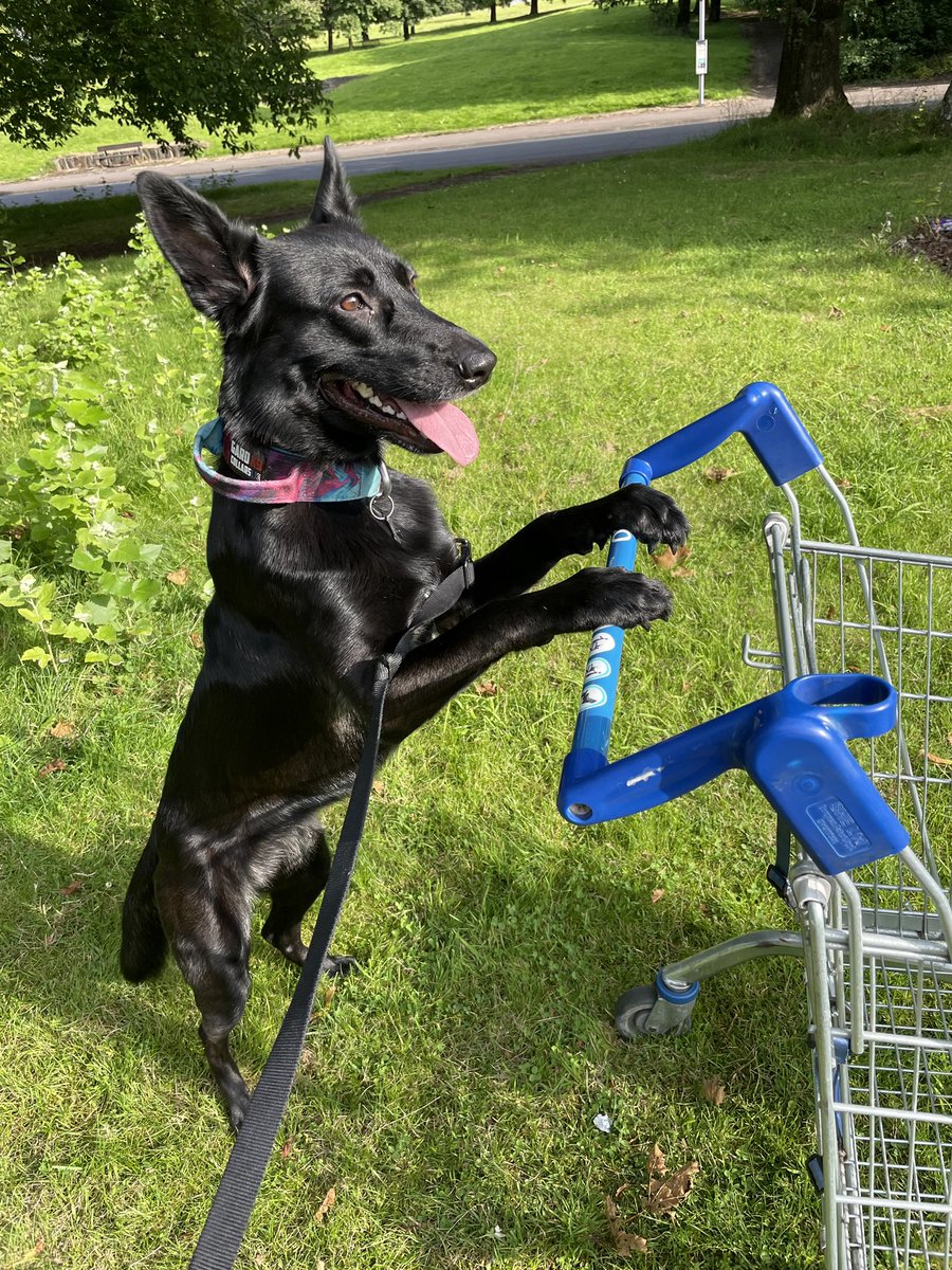 Help2Rehome Scotland tweet media