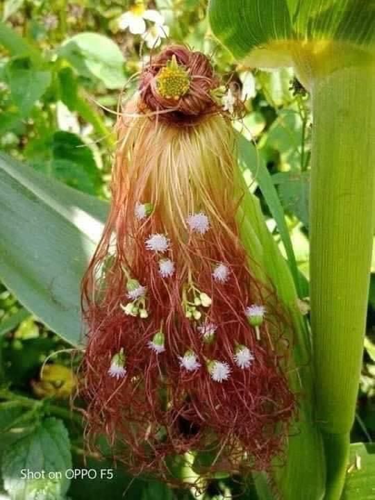 الـزهـراء tweet media