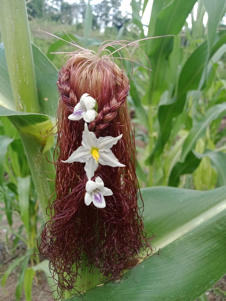 الـزهـراء tweet media