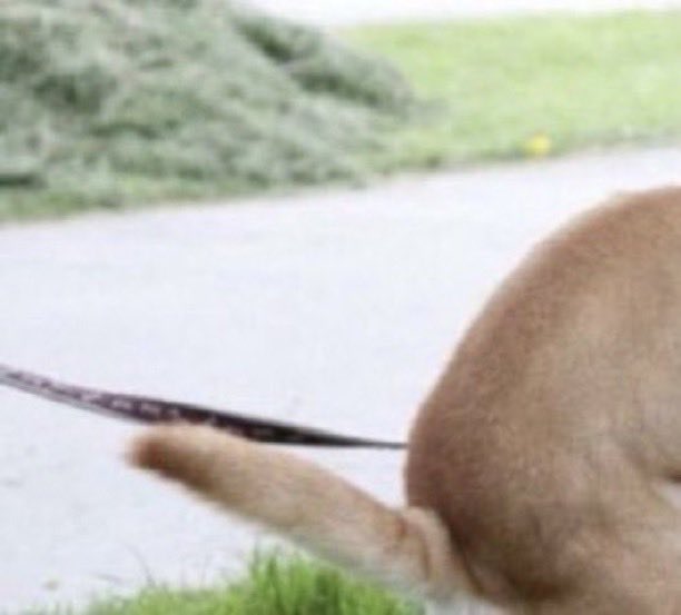 Dan The Boxing Man tweet media