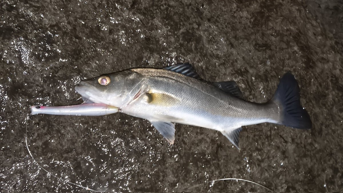 kituiakane's tweet image. 南風強めで釣りしにくかったけどなんとか4匹キャッチ！
それにしてもみんな小さかった(笑)
 #ブルーブルー
 #ジョルティ
 #DUO
 #マニック95
 #GOTO9
 #スウォーム80S