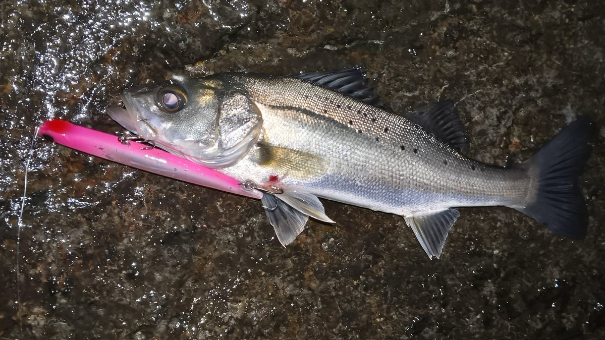 kituiakane's tweet image. 南風強めで釣りしにくかったけどなんとか4匹キャッチ！
それにしてもみんな小さかった(笑)
 #ブルーブルー
 #ジョルティ
 #DUO
 #マニック95
 #GOTO9
 #スウォーム80S