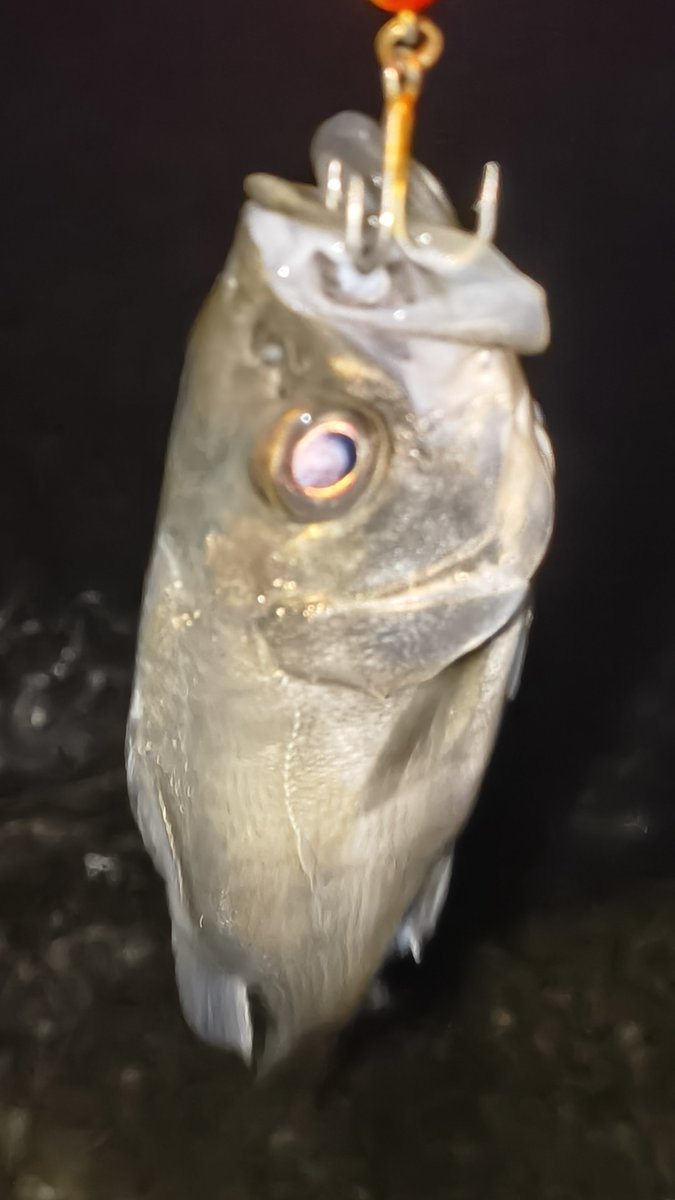 kituiakane's tweet image. 南風強めで釣りしにくかったけどなんとか4匹キャッチ！
それにしてもみんな小さかった(笑)
 #ブルーブルー
 #ジョルティ
 #DUO
 #マニック95
 #GOTO9
 #スウォーム80S