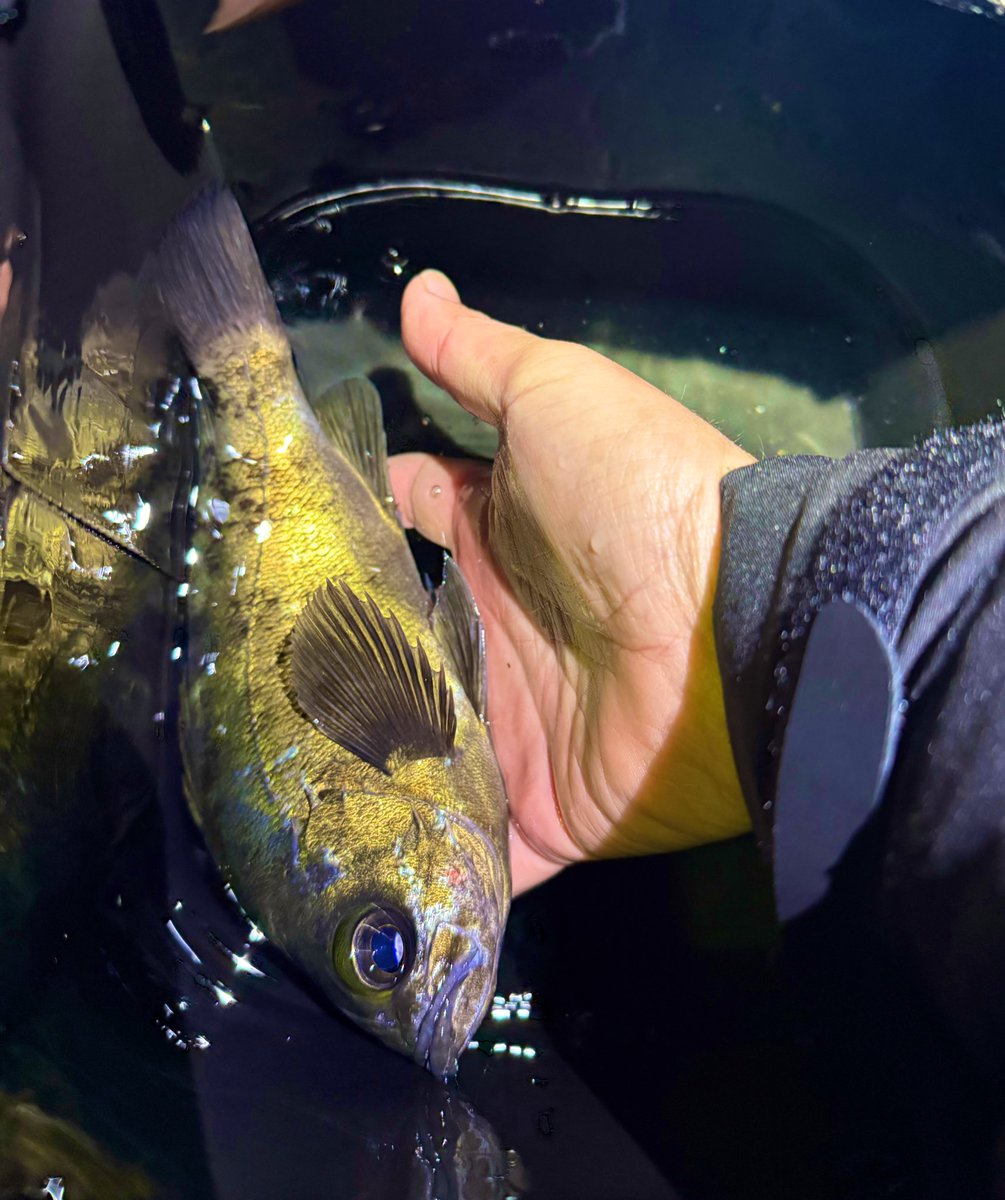 もくりんくん tweet media