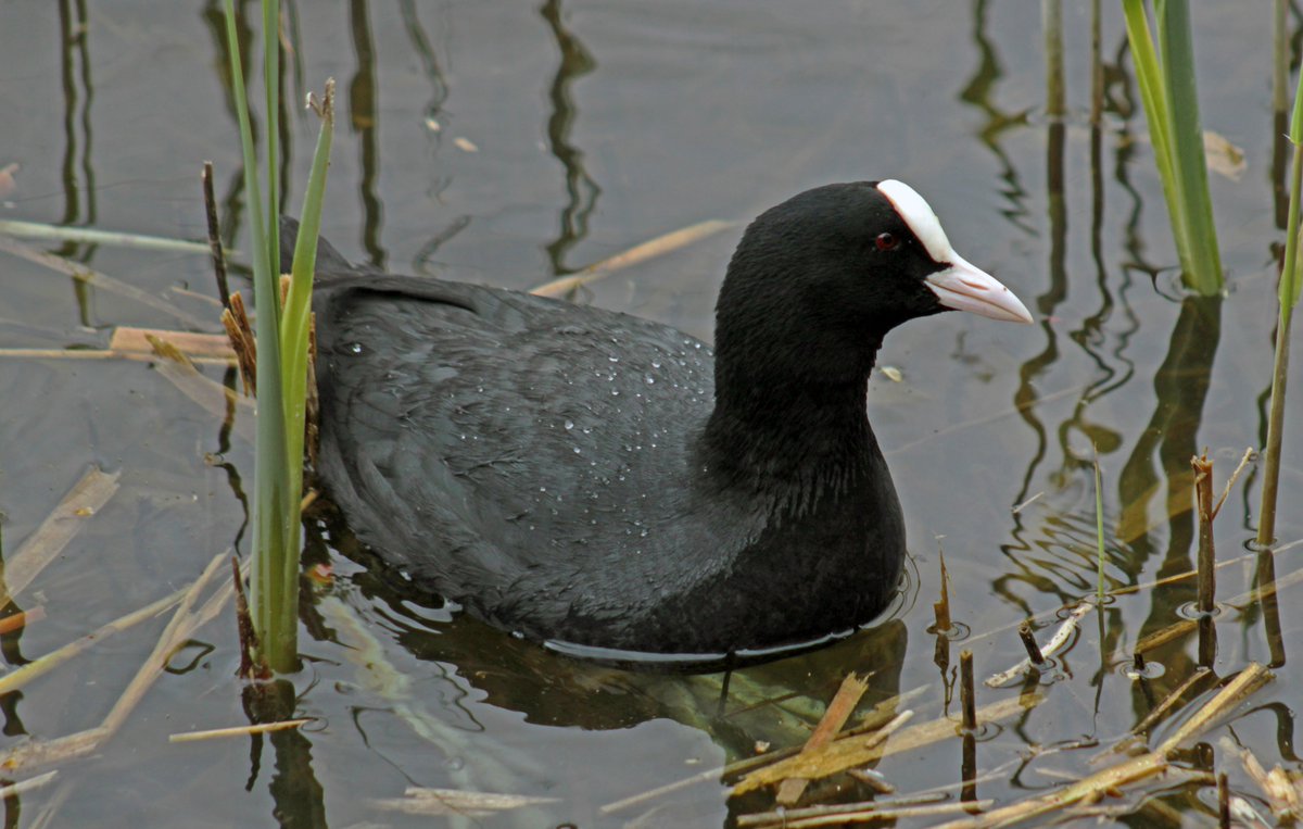 Morvien Lloyd tweet media