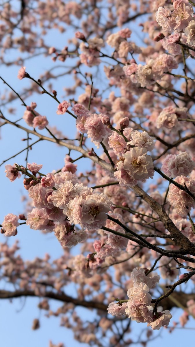 أزهري من جديد وأثبتي لهم أن الذبول خرافه🌸