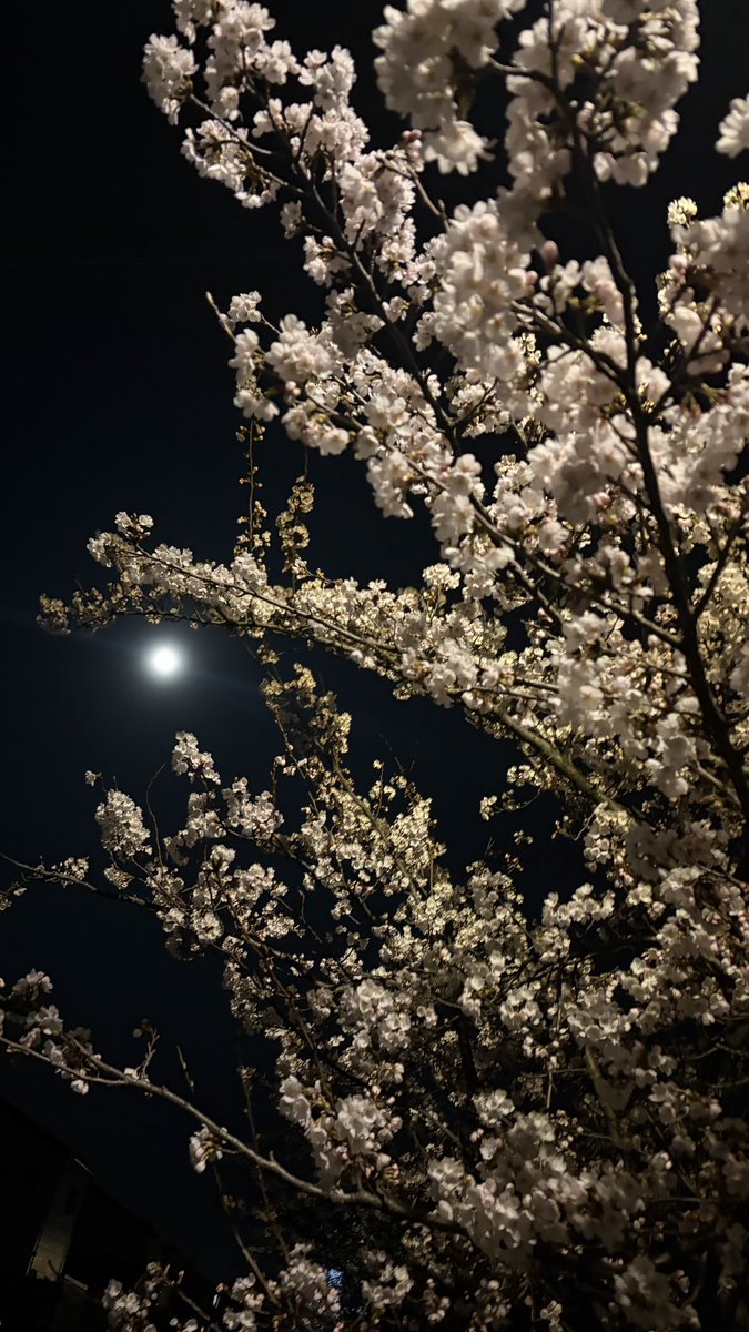 春(はる) ⚜️ tweet media