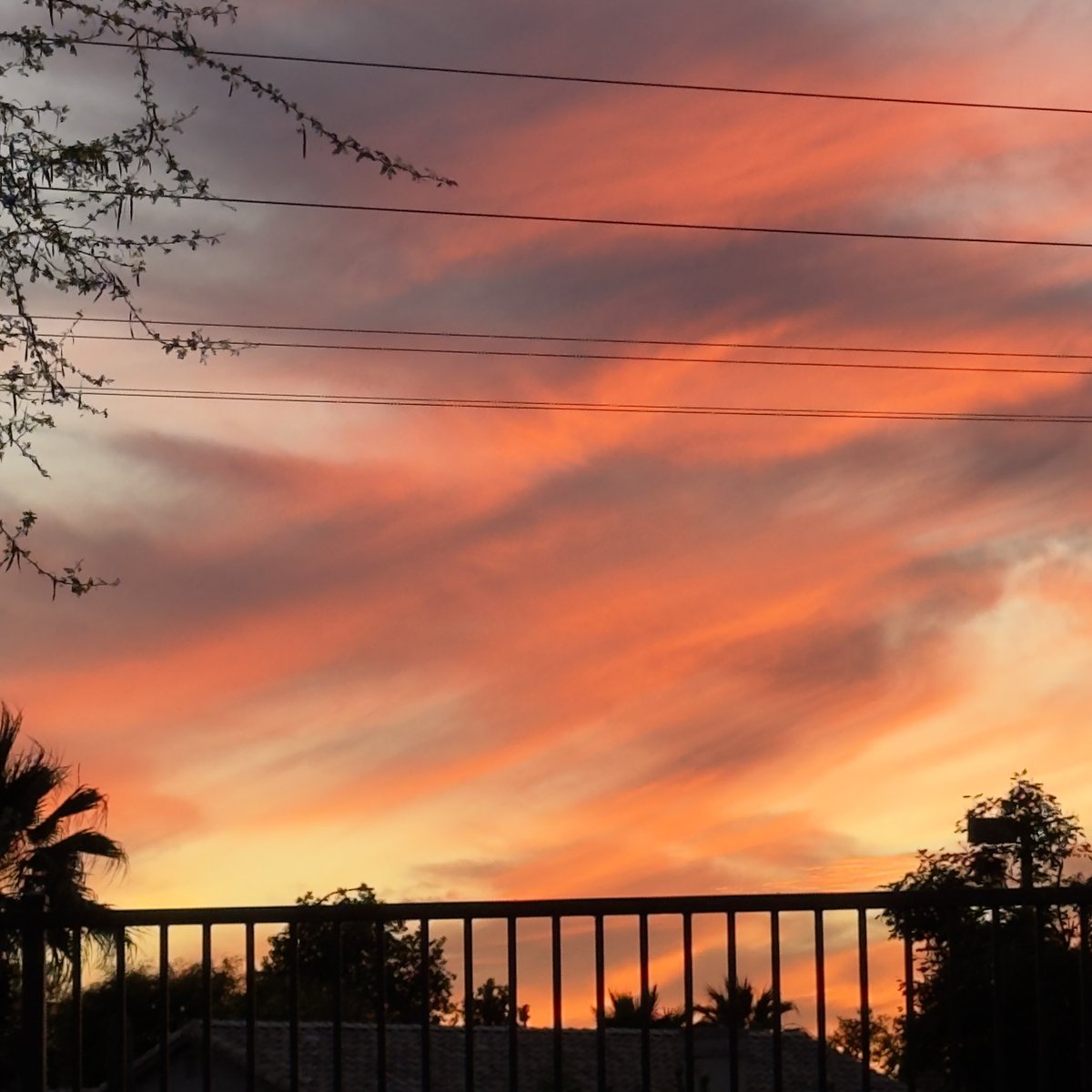 Jazz Fatal tweet media