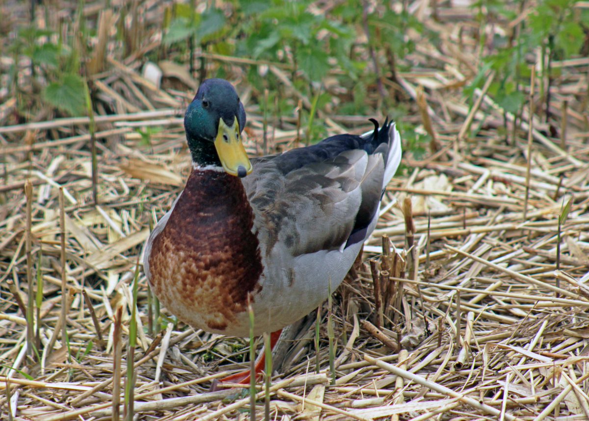 Morvien Lloyd tweet media