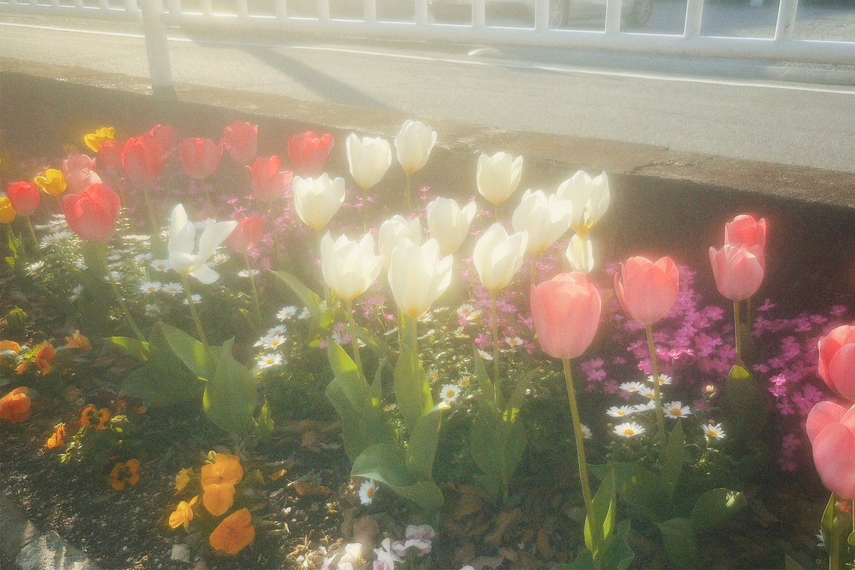 すなお tweet media