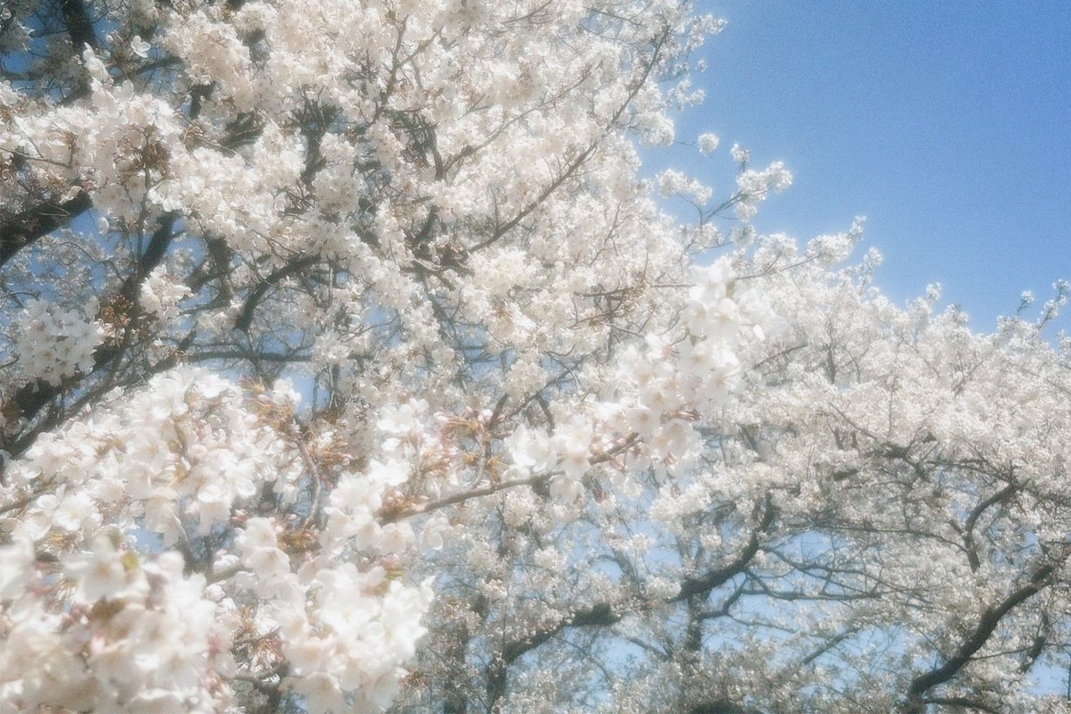 すなお tweet media